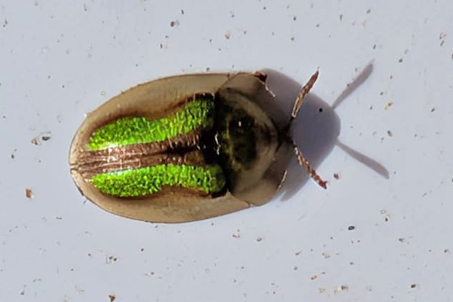 Cassida vittata